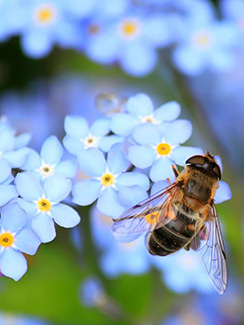 Bee and flowers